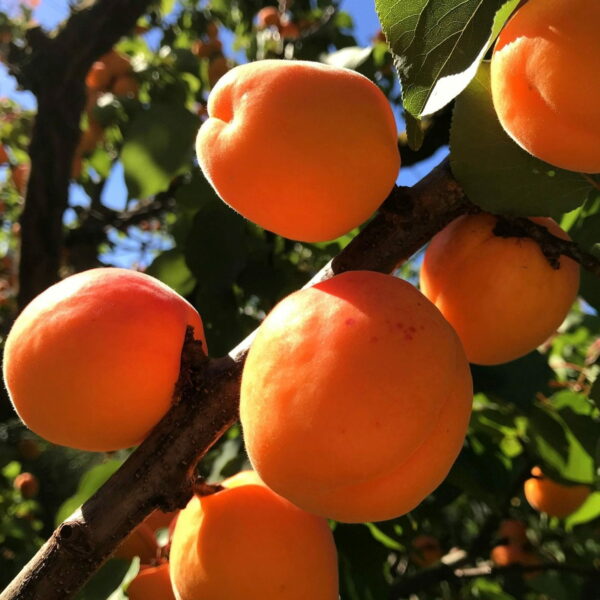 Albicocco San Castrese