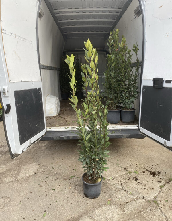 Alloro (Laurus Nobilis)