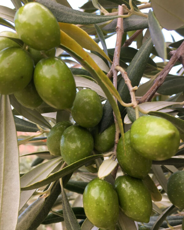 Pianta Di Olivo Carolea