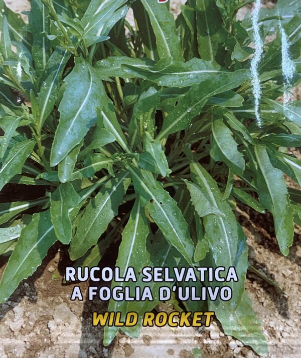 Semi Di Rucola Selvatica