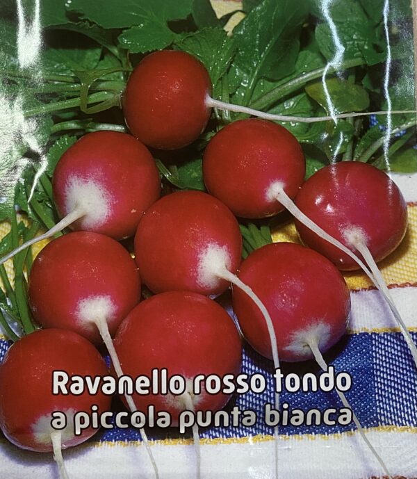Semi Di Ravanello Rosso Tondo