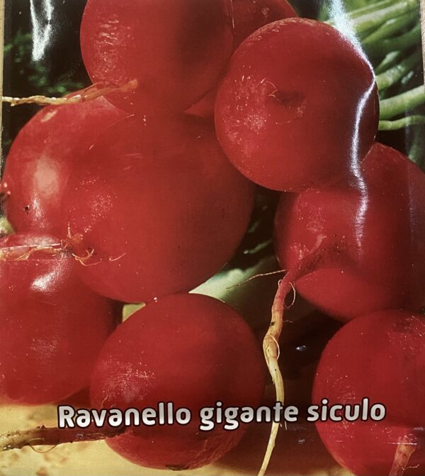 Semi Di Ravanello Gigante Siculo