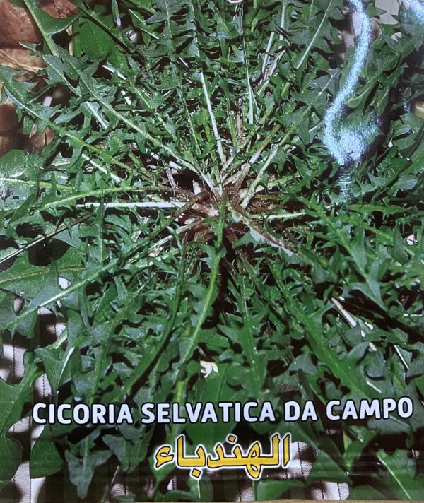 Semi Di Cicoria Selvatica Da Campo