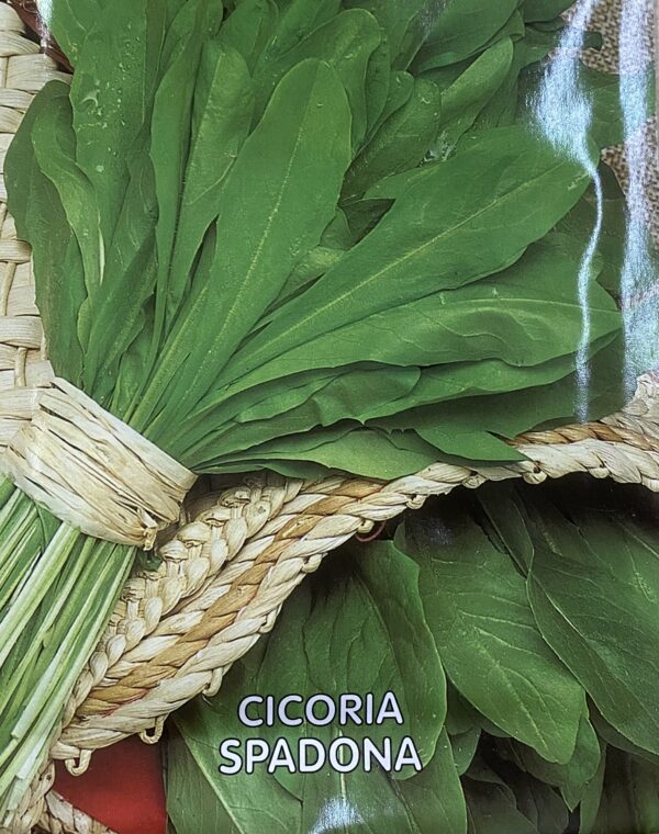 Semi Di Cicoria Spadona