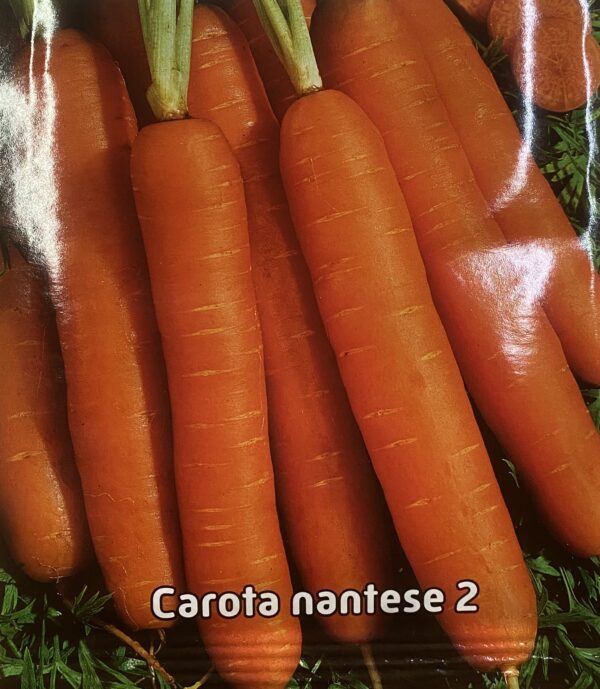 Semi Di Carota Nantese 2