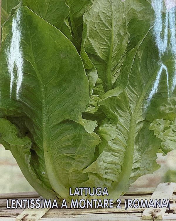 Semi Di Lattuga Romana