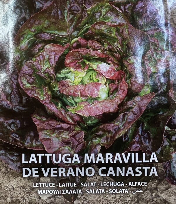 Semi Di Lattuga Maravilla De Verano Canasta