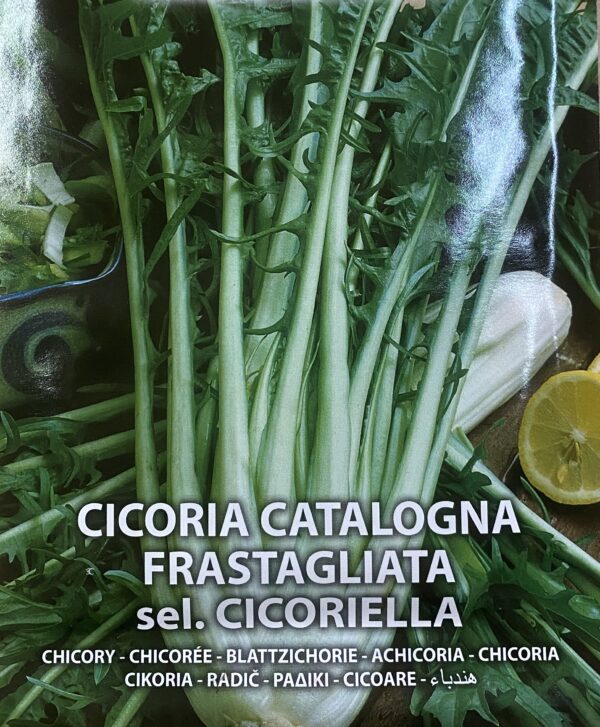 Semi Di Cicoria Catalogna Frastagliata Cicoriella