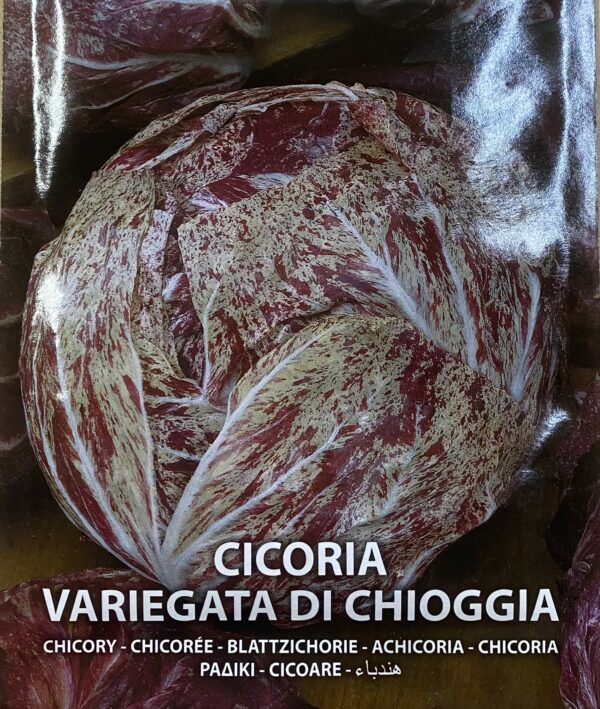 Semi Di Cicoria Variegata Di Chioggia