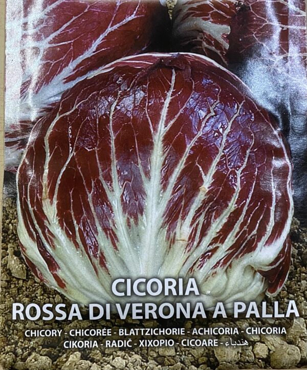 Semi Di Cicoria Rossa Di Verona A Palla