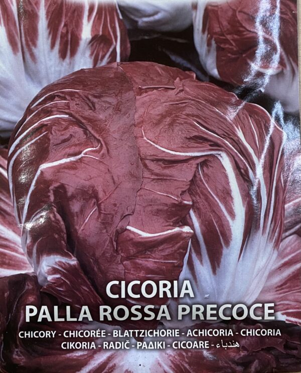 Semi Di Cicoria Palla Rossa Precoce