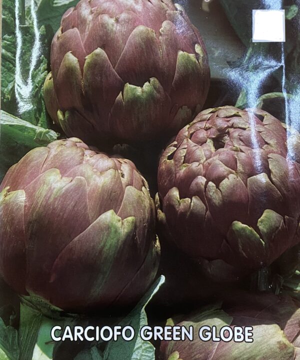 Semi Di Carciofo Green Globe