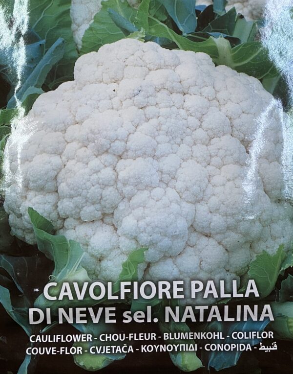 Semi Di Cavolfiore Palla Di Neve Natalina