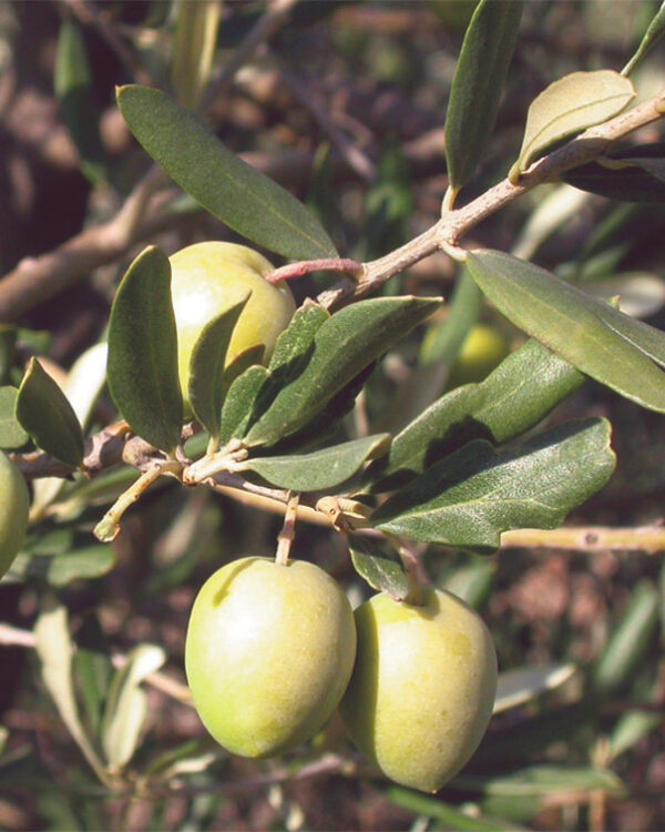 Pianta Di Olivo Nostrana Di Brisighella