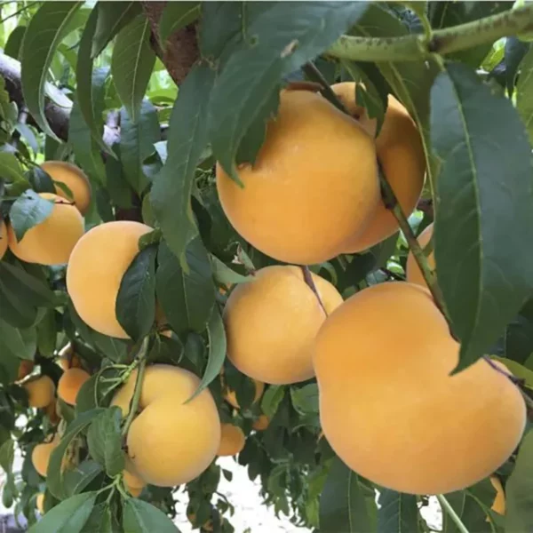 Percoco Jonia