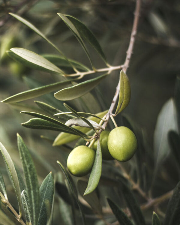 Pianta Di Olivo Ascolana