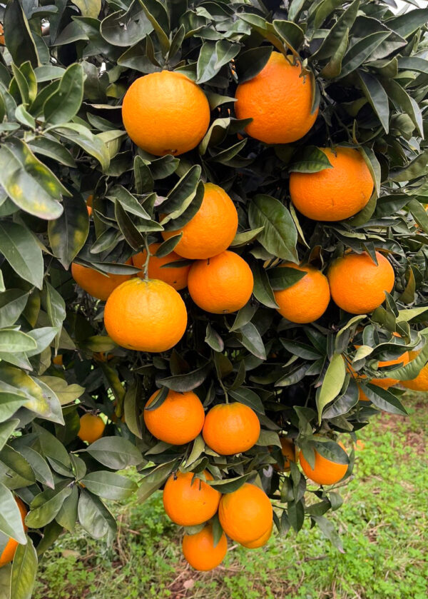 Arancio Washington