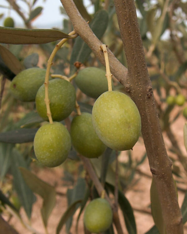 Pianta Di Olivo Bella Di Cerignola