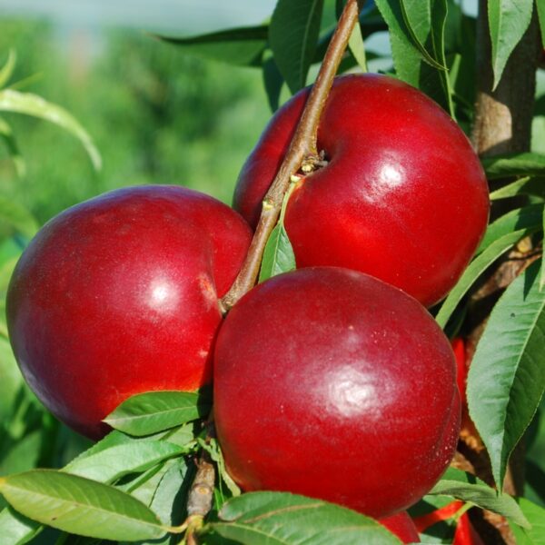 Nettarine Big Haven