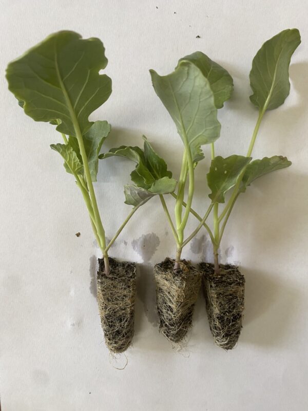 Piante Di Broccolo Calabrese "Con Ricacci" (10 - 220 Piantine)