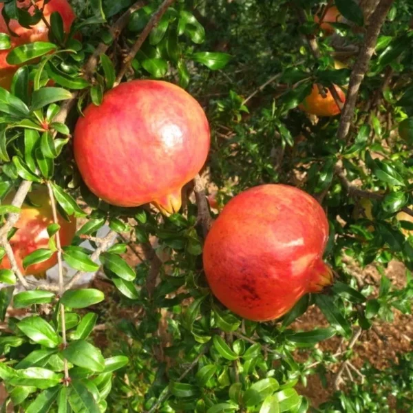 Melograno Dente Di Cavallo