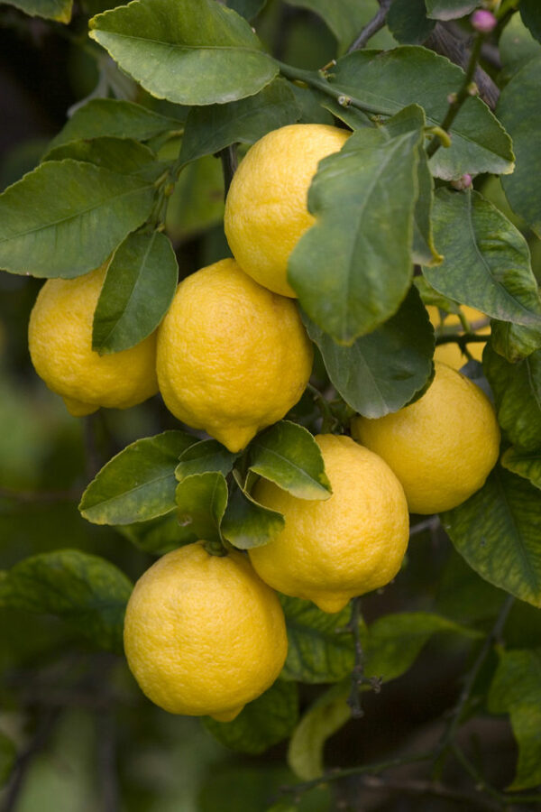 Limone Femminello Siracusano "2KR"