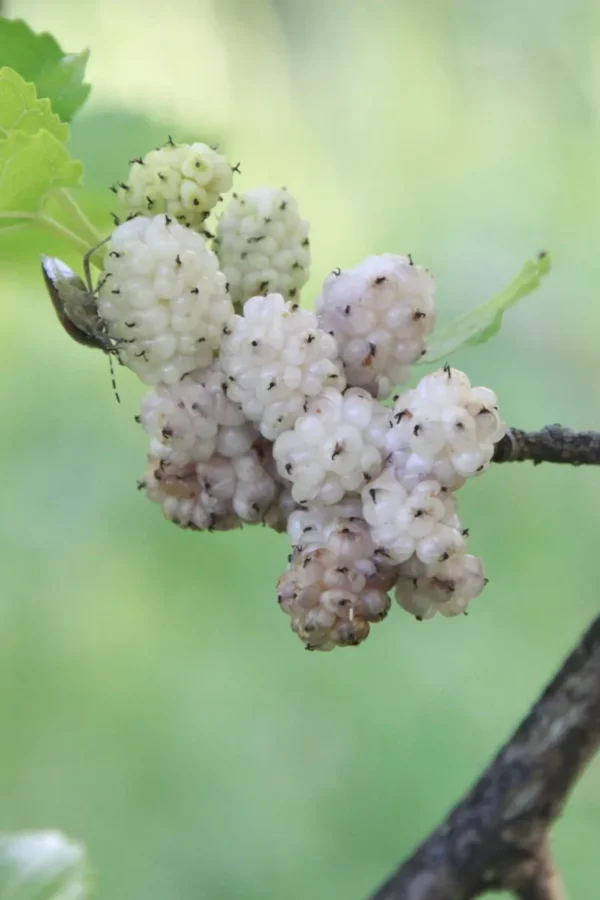 Gelso Bianco