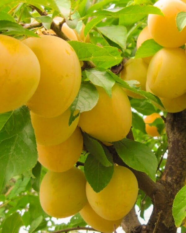 Susino Goccia D'Oro