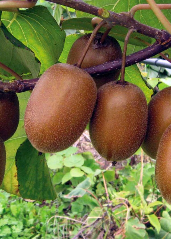 Kiwi