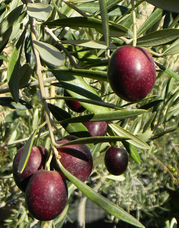 Pianta Di Olivo Leccio Del Corno