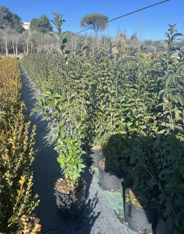 Ligustro Japonicum (Ligustrum)