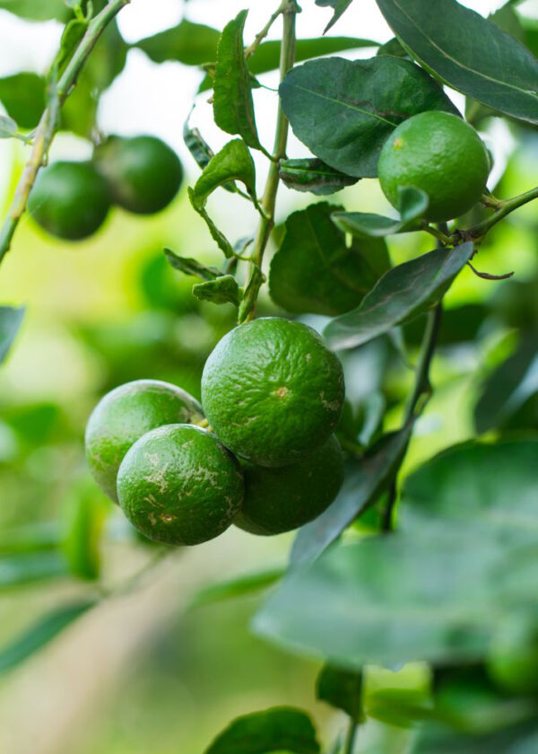 Lime