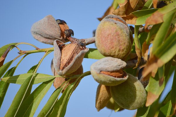 Mandorlo Mollesca Barese
