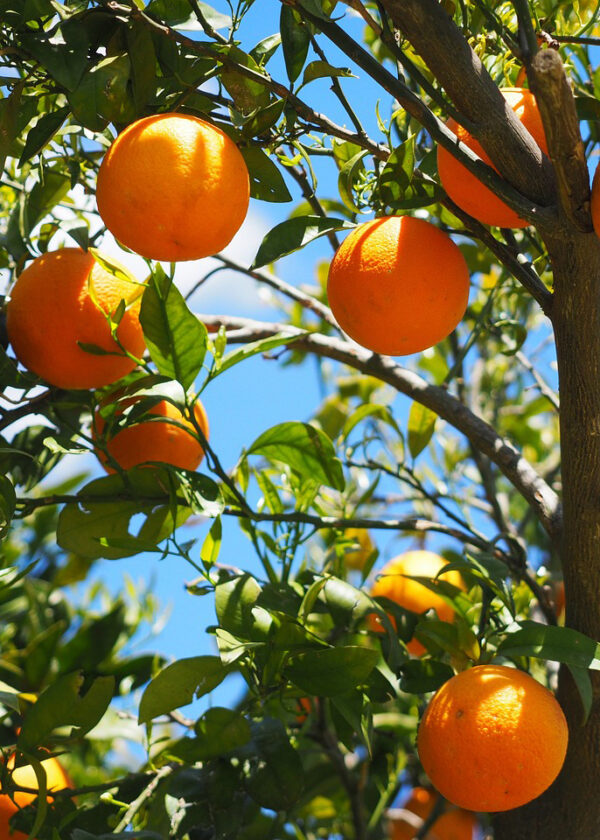 Arancio Navelina