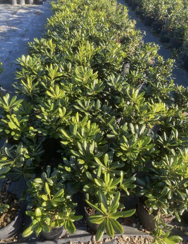 Pitosforo (Pittosporum Tobira)