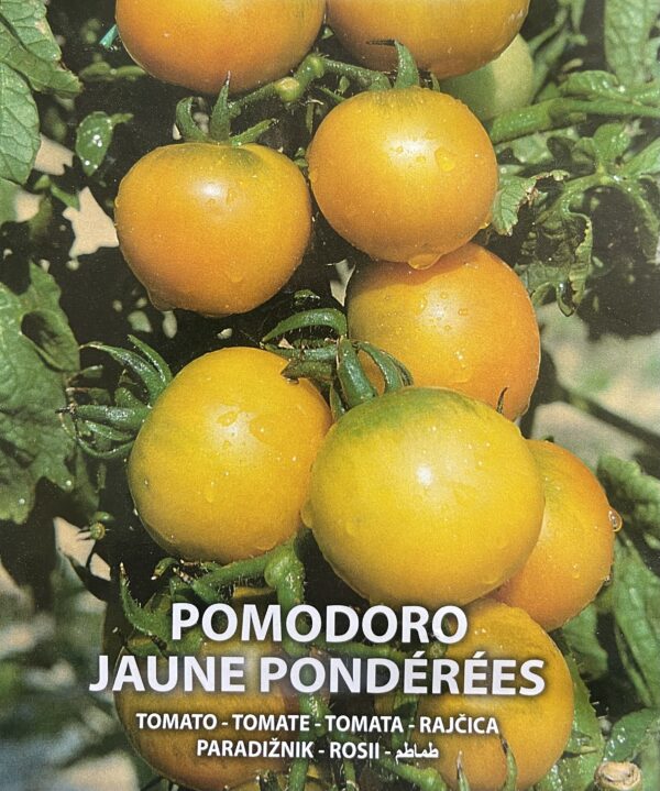 Semi Di Pomodoro Jaune Pondérées