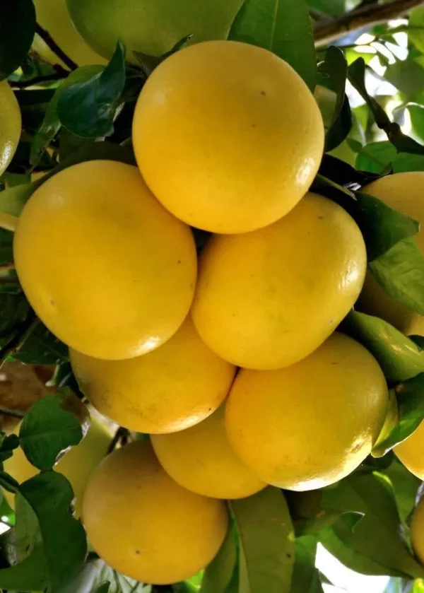 Pompelmo