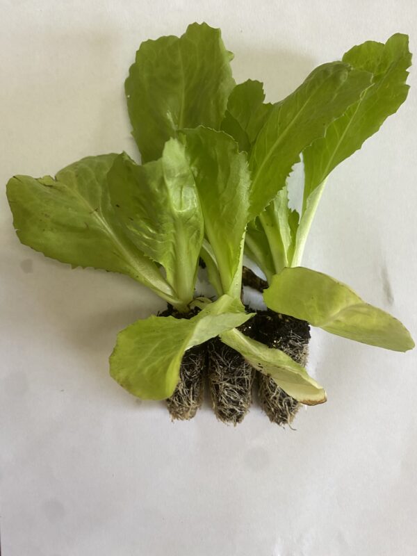 Piante Di Indivia Scarola Degli Ortolani (10 - 220 Piantine)