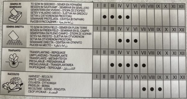 Semi Di Pomodoro Chicco III o Ventura - immagine 2