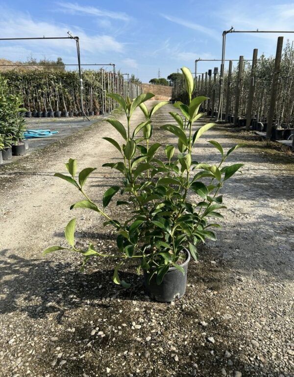 Viburno Lucido (Viburnum Lucidum)