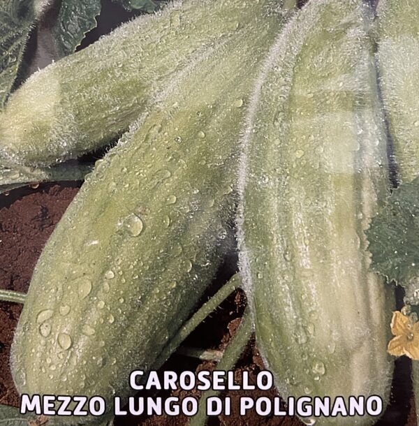 Semi Di Carosello Mezzo Lungo Di Polignano