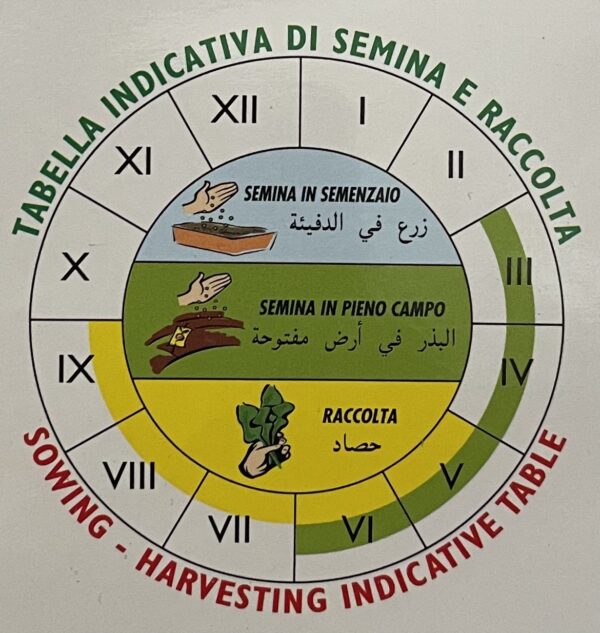 Semi Di Carosello Mezzo Lungo Di Polignano - immagine 2