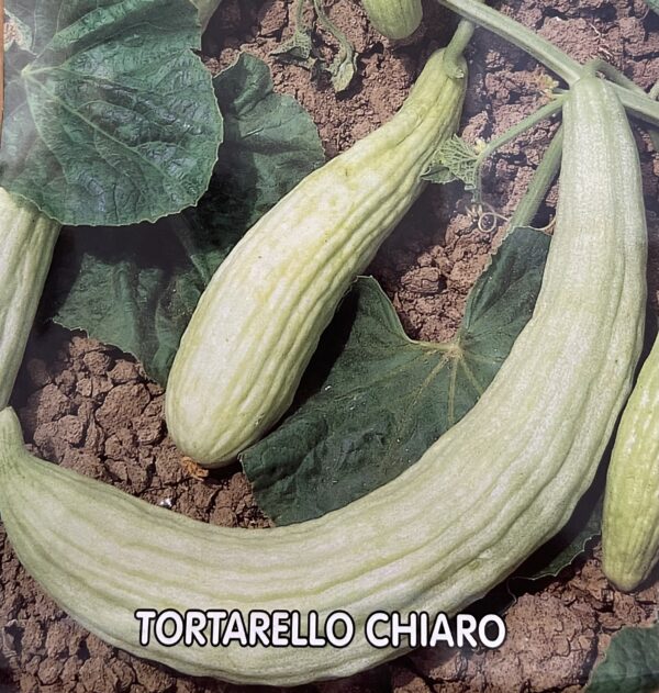 Semi Di Tortarello Chiaro