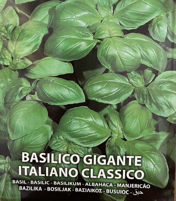 Semi Di Basilico Gigante Italiano Classico