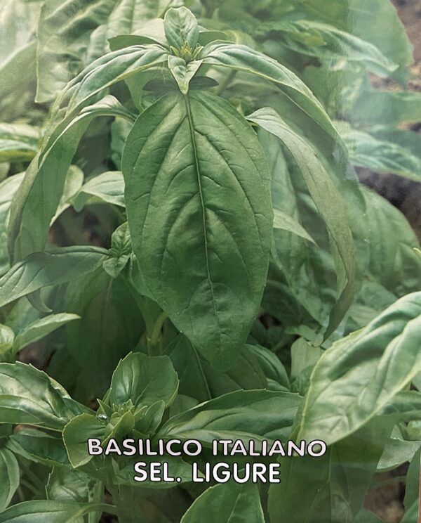 Semi Di Basilico Italiano Sel. Ligure