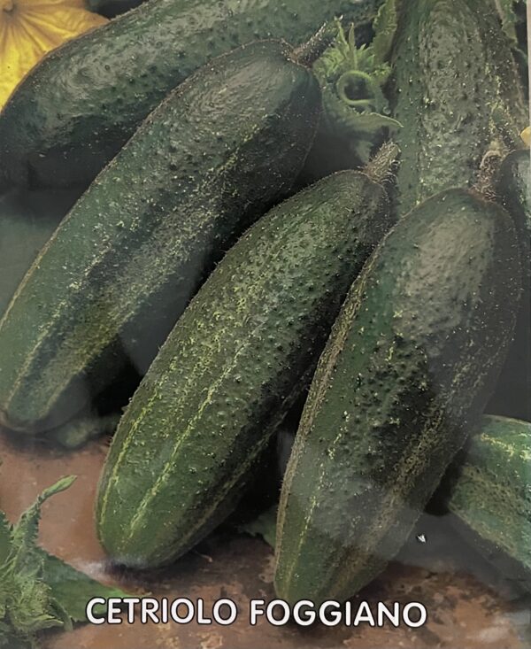 Semi Di Cetriolo Foggiano
