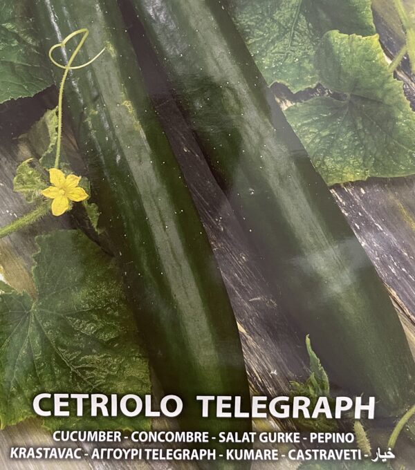 Semi Di Cetriolo Telegraph