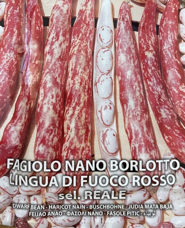 Semi Di Fagiolo Nano Borlotto Lingua Di Fuoco Rosso Sel. Reale