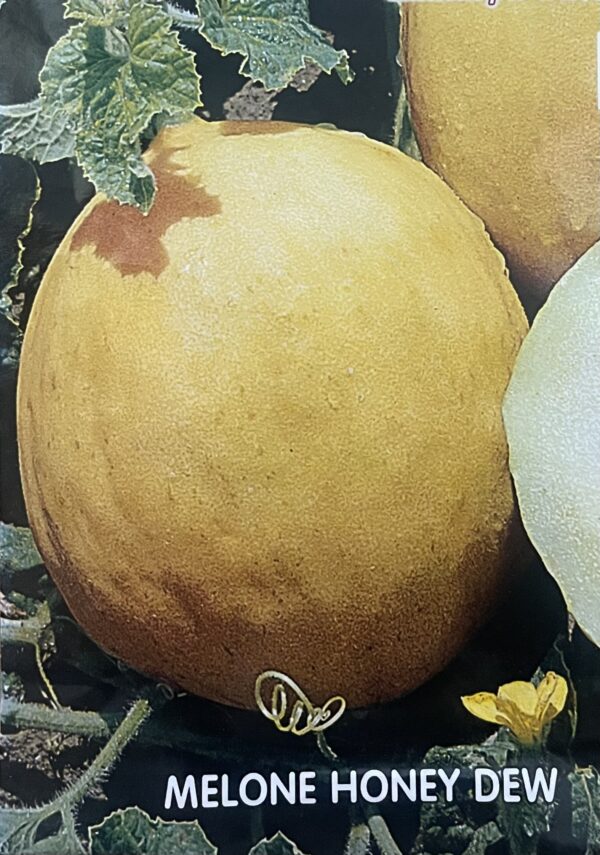 Semi Di Melone Honey Dew