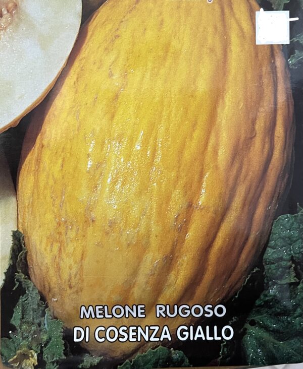 Semi Di Melone Rugoso Di Cosenza Giallo